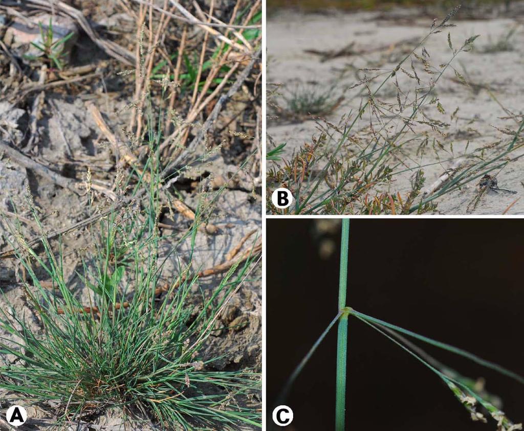 Study on the Vascular Plants Found in Nearby Island Regions of Ganghwado 89 Fig. 4. Puccinellia distans (Jacq.) Parl. 처진미꾸리광이 A. Plants; B. Inflorecens; C. Pedicels 2. The anther is between 1.1 and 1.