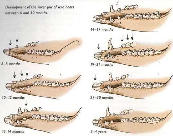 1.6. (, ), q 멧돼지의연령측정을위해서이빨의구조및배열을확인하고있으며, 특히아래턱의이빨과그마모를판단기준으로하고있음 m Magnell Carter,, 8) 그림 8.