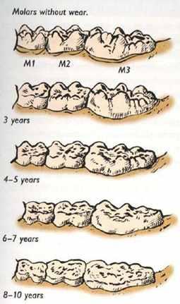 (2007) The chronology of tooth development in wild boar A guide to age determination of linear enamel hypoplasia in prehistoric and medieval pigs, Veterinarija ir zootechnika,