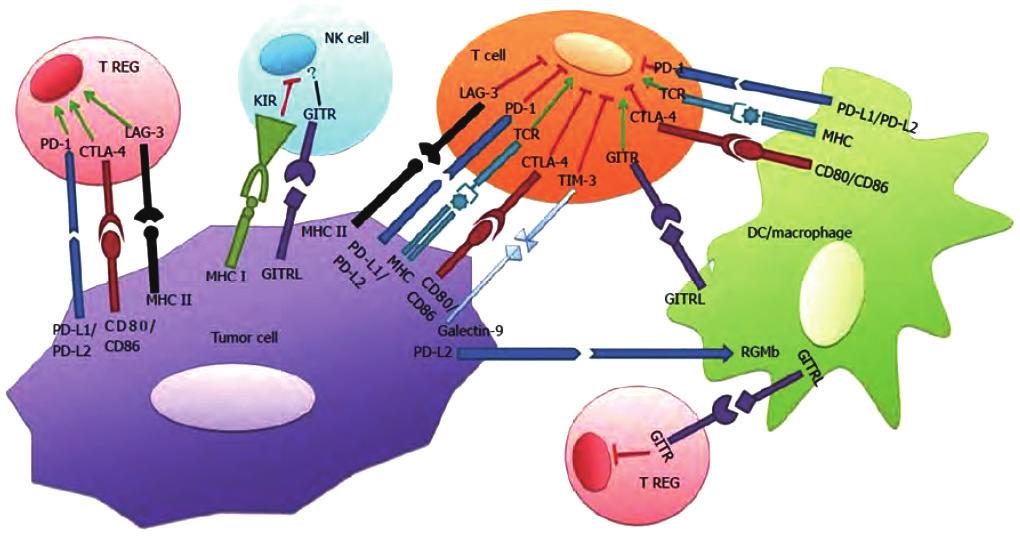 ( 출처 : World Healthcare Watch, 2016 년 ) < 그림 11> 다양한면역체크포인트 SLAMF7 기전으로는 BMS의 Empliciti가이미승인되었음 OX40은 T 세포에존재하며암세포의 OX-40L과결합할경우 T 세포의활성과분화를촉진하는역할을하는데, OX40 agonist로개발되고있는파이프라인으로는 AstraZeneca의