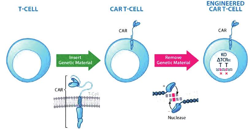 타인의 T 세포를활용하여기성제품 (off-the-shelf) 을만드는기술이개발중이며현재 Cellectis가 Pfizer와협력하여동종 (allogenic) 의 T 세포를활용한제품을개발중임 - 건강한사람으로부터혈액을기증받아 T 세포를분리한다음 CAR 유전자를주입하여 T세포를개량함 - 이후유전자가위 (gene editing) 기술을이용하여 T 세포에존재하던
