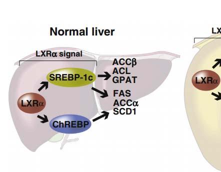 Aging Tissue Bank 노화소식 Hepatic PPARγ and LXRα independently regulate lipid accumulation in the livers of genetically obese mice The nuclear hormone receptors liver X receptor α (LXRα) 과 peroxisome