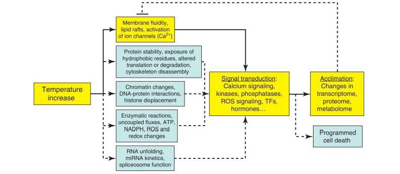 Table 1. Threshold high temperature for some crop plants (Wahid et al., 2007) Figure 1. A schematic model for temperature sensing in plants.