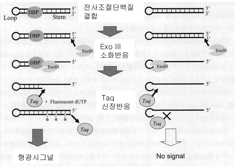 4. 전사조절단백질해석칩 과정 ( 그림 4) probe DNA- 단백질복합체의형성 ExoIII 에의한 probe DNA 의소화