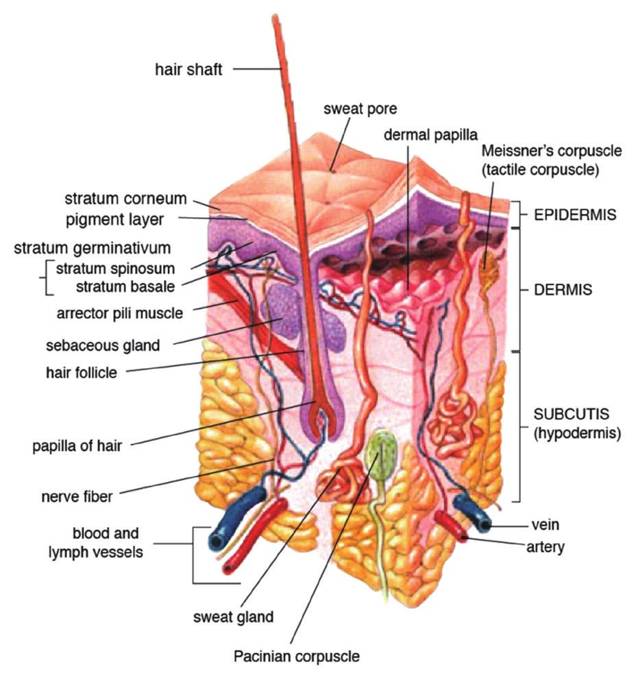 피부를구성하는세포들로는표피층의각질형성세포, 멜라닌형성세포, 진피층의섬유아세포, 그리고피하층의지방세포로크게나누어볼수있고, 이외에피부부속기관을형성하고있는혈관내피세포, 신경세포, 피지세포 (sebocyte), 모낭세포들 (hair follicular cells), 그리고적은수로존재하지만활성시강한신호를내는피부면역세포들이존재한다.