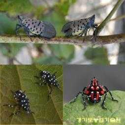 3. 미국선녀벌레, 갈색날개매미충, 꽃매미 [ 주의보 ] q 미국선녀벌레, 갈색날개매미충, 꽃매미등최근발생하여피해를주고있는외래해충은작물의잎이나줄기를흡즙하여생육을불량하게하고, 배설물 ( 감로 )