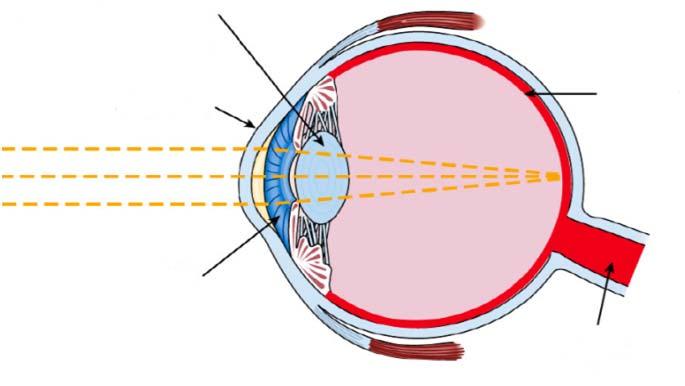 눈의구조 가시광선은어떻게눈에보이는가 수정체 각막 망막 조리개 시신경 빛은각막과수정체에의해초점이맞춰져망막에상이맺힌다.