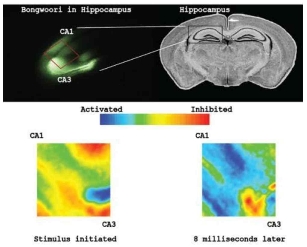 아래사진은뇌자극전과자극 8 밀리초후신경세포막 ( 해마 0.5 cm X 0.