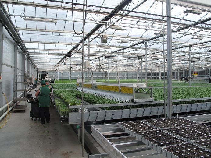Swedeponic 시스템을이용한식물공장에서는초기상추류생산에서부가가치가