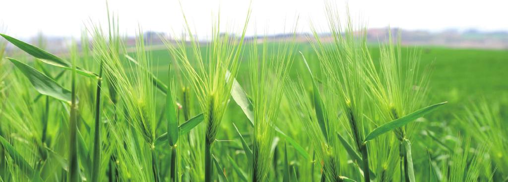 이루고있다. 가을에추수했던쌀이똑떨어지고보리는설익어먹을수없는 보리밭은이처럼세대마다다른의미로 궁핍한계절.