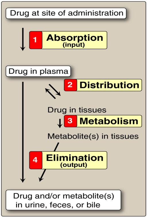 약동학 (Pharmacokinetics) 1. 투여부위로부터약물의흡수 2.