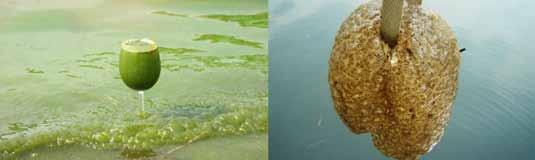[ 사진 7-2] 왼쪽 : 낙동강에서발생한녹조현상, 오른쪽 : 큰빗이끼벌레
