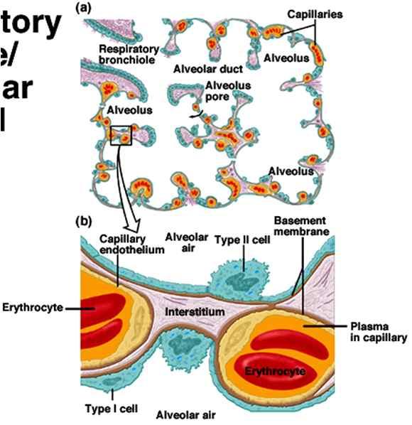 호흡생리 (Respiratory physiology) < 호흡 > 1) External respiration : lung에의해산소를흡수하고이산화탄소를배출시키는과정. 호흡생리에서다룸.