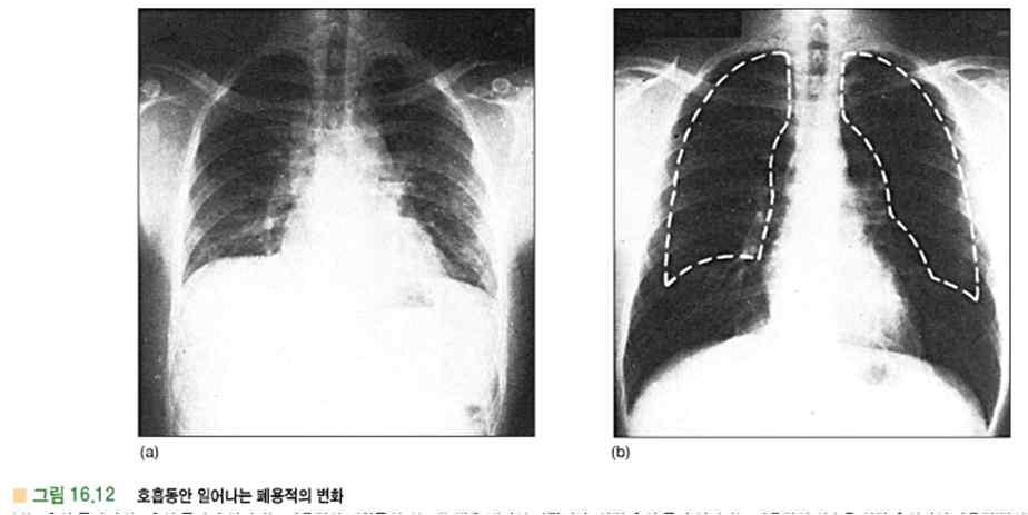 < Function of Respiration > 1) pulmonary ventilation 2) alveoli와 blood 사이에서산소와이산화탄소의 diffusion 3) blood와 body fluid에서산소와이산화탄소의운반 4) regulation of ventilation : 이상의 4가지기능이종합되어작용하는것이호흡이다.