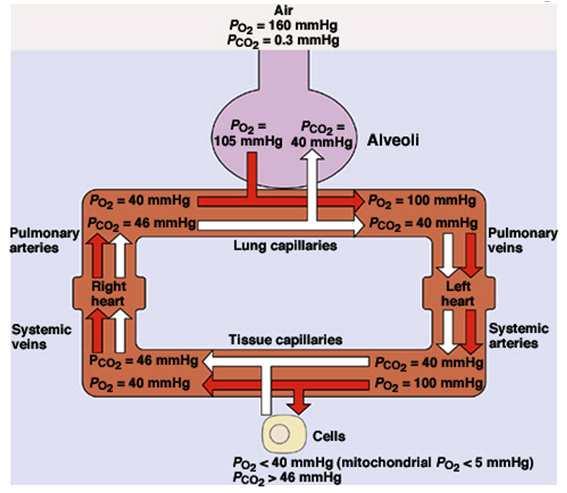 < Transport of O 2 & CO 2 in the blood and body fluid > 1. Lung, Blood, Tissue에서의 O 2 & CO 2 pressure 의변화와이에따른이동과정 : 기체의확산은 pressure가높은곳에서낮은곳으로이루어짐.
