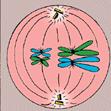 세포주기, 체세포분열, 감수분열 09 그림은동물세포의세포주기를나타낸것이다. DN 복제가일어나는시기는어디인가? 1 G 1 기 2 S기 3 G 2 기 4 핵분열 (M) 전기 5 핵분열 (M) 중기 12 어떤정자세포의감수분열 (meiosis) 과정에서 DN의무게를측정하였다.