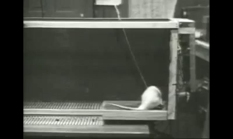 쥐를이용한실험 시상하부의보상중추에 전극을이식 쾌중추에전기자극을제공하는 레버를누르기위해고통스러운