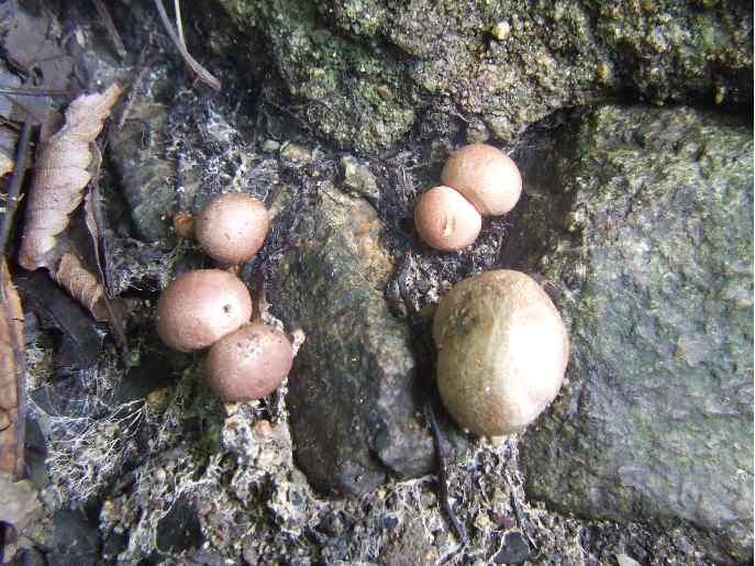 긴대주발버섯