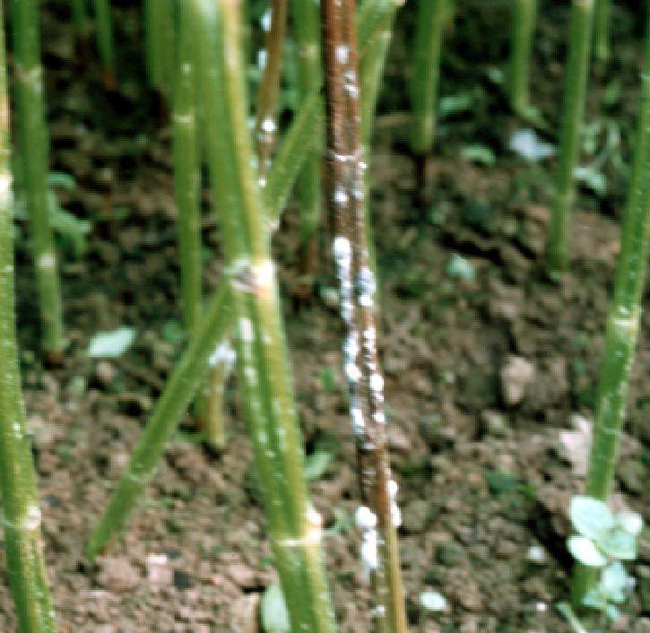 균핵병 병징 : 토양근접줄기가갈색으로변하며점차신엽까지병반이형성됨 방제법 ( 저온다습환경개선이최우선 ) -