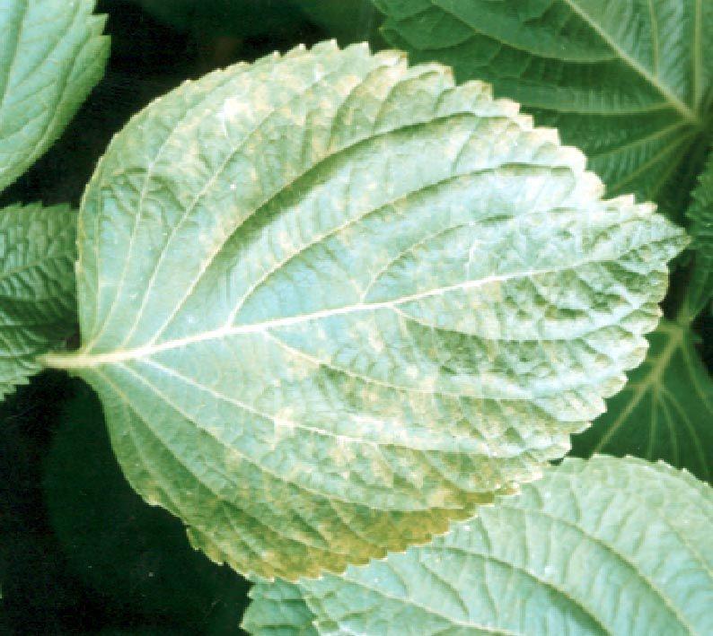 노균병 병징 : 잎뒷면에서수칩상병반이나타나고점점커져잎이말라죽음 방제법 (