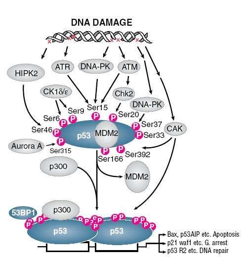 그림 2.1-6. UV로부터유도되는 DNA damaging pathway.