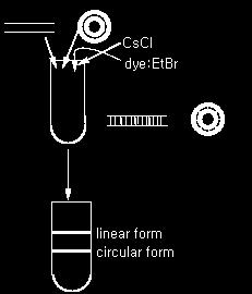 말단을갖는 ds DNA 에는 EtBr 이염기쌍의겹쳐있는틈새로들어가기때문.