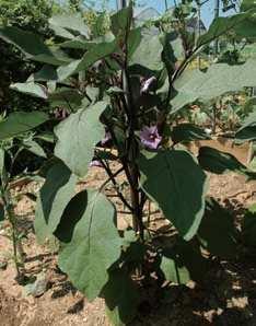 가지, E ggplant 수확물이용하기 어린가지를생식으로이용해본다. 여러가지조리법으로조리하여먹어본다.