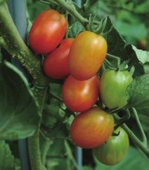 토마토, Tomato 과 명 : 가지과 학 명 : Lycopersicon esculentum 영 명 : Tomato 원 산 지 : 남미서부고산지대 영양성분 : 비타민A, C, 라이코핀 이용부위 : 열매 종 류 : 토마토,