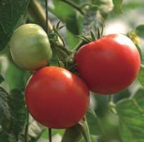 토마토의특징 토마토의품종은 7500여가지로세계인의사랑을받는작물이다.