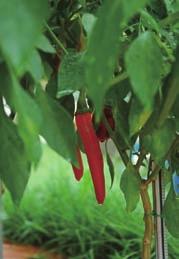 고추, C hili pepper, pepper 수확하기 아주심기약 30일후부터풋고추를수확할수있다. 풋고추는개화후 15~20 일전후에수확하는것이좋다.