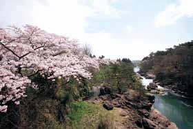 연분홍 벚꽃, 물의 푸르른 나무, 거친 바위표면, 에메랄드 그린의 수면 등 치 훌륭한 색채의 사중주 연주되는