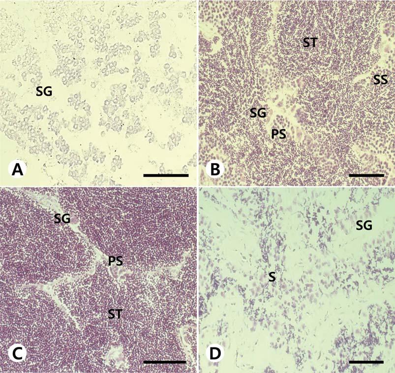 수수미꾸리의생식주기 219 Fig. 3. Light micrographs of testicular developmental stage in male Kichulchoia multifasciata.