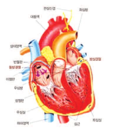 심장에는대동맥, 폐동맥등관상동맥과정맥중에폐정맥, 하대정맥을비롯한무수한혈관이있으며총혈관의길이는약 96,000 ~ 약 100,000 키로미터나됩니다.