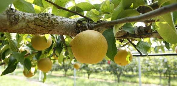 배무봉지적품종선발 Cultivars selection for nonbagging cultivation in pear 연구배경 농촌고령화로인한심각한노동력부족으로생력형재배기술필요 봉지씌우기필요노동력 16.9 시간/10a 총노동력의 15.