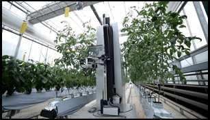연구배경 작물생육자동측정시스템개발 Automation system for measuring crop growth 스마트온실의생산성향상을위한필요한생육데이터수집을위해 개발함 작물생육과생리적상태를자동탐지함으로써빅데이터분석을용이 하게하여생산성향상 주요연구성과 작물생육정보자동측정및작물생육분석시스템개발 ('14~'16) 온실내에로봇팔과 3D 카메라,
