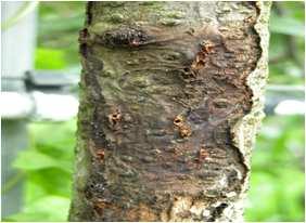 병해충방제 나무좀 사과나무를가해하는나무좀은주로 4월에암컷이나무의원줄기나 줄기에직경 1~2mm 의구멍을뚫고들어가며, 피해를받은가지는 잎이시들고나무자람세가급격히쇠약해져어린나무는고사함