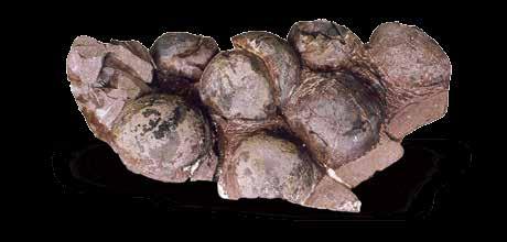 27개의 공룡 발자국 화석지가 한반도 남부 백악기 육성층에서 발견 반도에서는 조각류 발자국이 가장 많이 산출되며, 수각류 발자국은 화 순 능주 분지에 나타나는 것이 대표적이다.