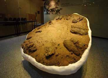이 화석은 새로운 종의 용각류로 판단 되어 ukungosaurus millenniumi 로 명명되었고, 931번째의 공룡속으 구조 경계 13 E 양쯔 지괴 오르니토포디크누스 마사넨시스 공주 분지 영동 분지 변에는 공룡의 먹이가 될 수 있는 각종 침엽수와 양치류 등의 나자 식 임진강대 부여 분지 태백산분지 단 층 계 해남 이크누스 우황리엔시스 한국