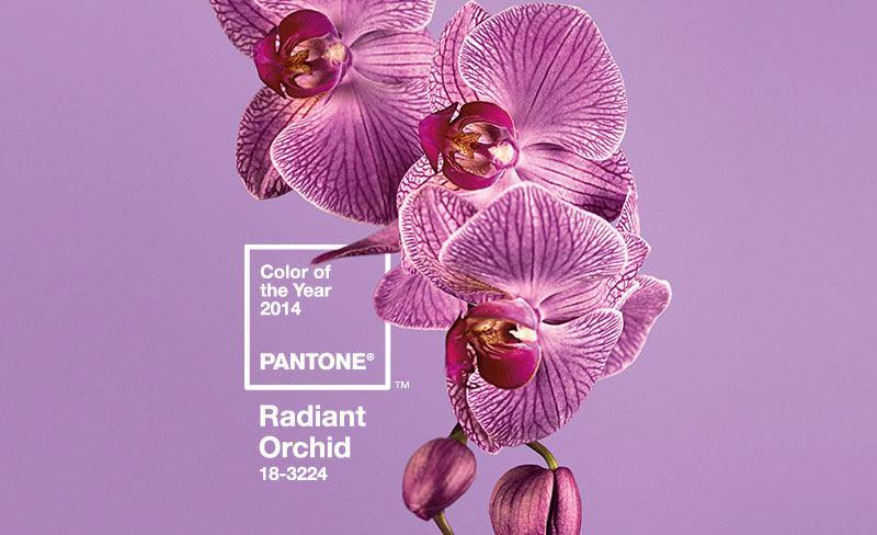 특히어두운 피부를가진필리핀여성들에게더욱인기인 Radiant Orchid는 204년 S/S 컬렉션에서 패션뿐만아니라립스틱, 블러셔,
