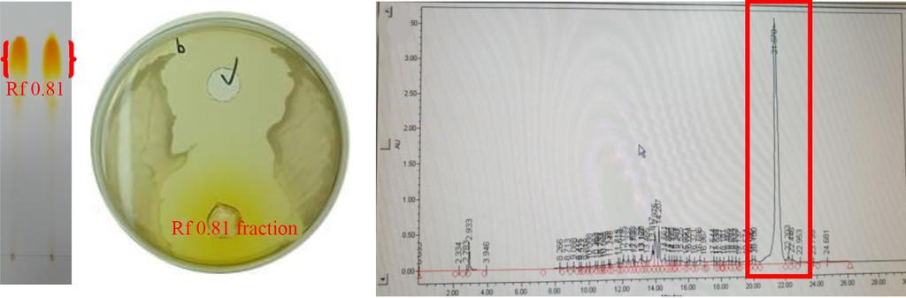 Antibacterial activity of isolated bacteria against Propionibacterium acnes 277 (A) (B) (C) Fig. 2. TLC (A), antimicrobial activity (B), and HPLC chromatogram of anthracyclic antibiotics of S.