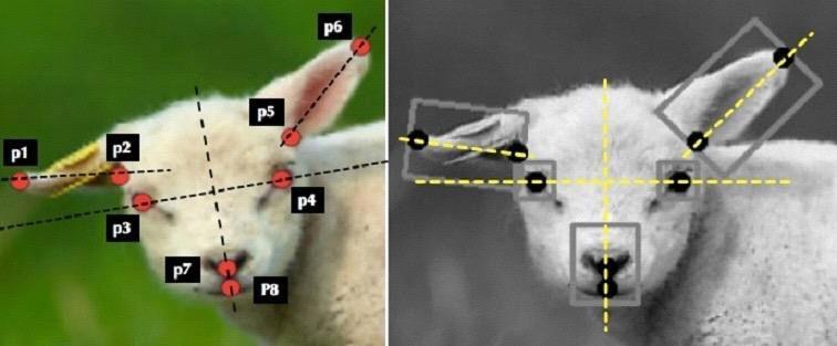 Recognizing Pain ARTIFICIAL INTELLIGENCE COULD END ANIMAL SUFFERING BY RECOGNIZING PAIN