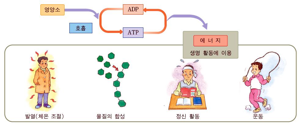 1. 세포호흡과 ATP 1. 세포호흡이란무엇일까?