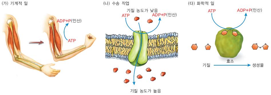 3 ATP 가가수분해되면서인산기하나가떨어져