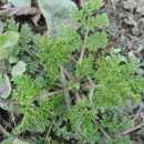 123. 개사철쑥 개사철쑥은국화과두해살이식물로학명은 Artemisia apiacea Hance 이다. 개사철쑥은키가 40~150cm 정도자라며꽃은황록색으로 8~9 월에핀다.