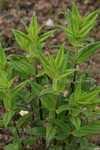17. 용담 용담과 ( 龍膽科 Gentianaceae) 에속하는다년생초. 키는 30~50 cm로줄기에가는줄이있으며, 굵은뿌리를가진다.