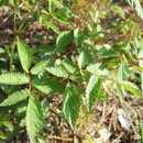 20. 노루오줌 노루오줌 (Astibe chinensis var. davidii) 은범위귀과의산에서자라는여러해살이풀이다. 굵은뿌리 줄기는옆으로짧게벋는다. 줄기는 30~70cm 높이로곧게자라며갈색의긴털이나있다.