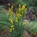 gigantea) 와미국미역취 (S. serotina) 가있다. 울릉미역취는두상꽃차례가빽빽하게모여있으며, 미국미역취는키가 1m가넘고줄기에서꽃이달리는가지가많이나온다.
