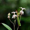47. 뻐꾹나리 백합과 ( 百合科 Liliaceae) 에속하는다년생초. 키는 50 cm정도이다. 잎은넓은난형 ( 卵形 ) 으로어긋나며잎가장자리는밋밋하다.