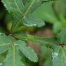 5. 바디나물 미나리과의여러해살이풀로높이는 80-150cm 이다. 줄기에세로줄이발달하고근생엽과밑부분의잎은잎자루가길다.
