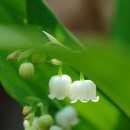 종 ( 鐘 ) 처럼생긴꽃이하얗게피어은방울을달아놓은것같다하여은방울꽃이라고부르며, 꽃은향기가짙고관상용으로많이심는다. 식물전체나뿌리줄기를말린영란 ( 鈴蘭 ) 은한방에서강심제나이뇨제로사용한다.